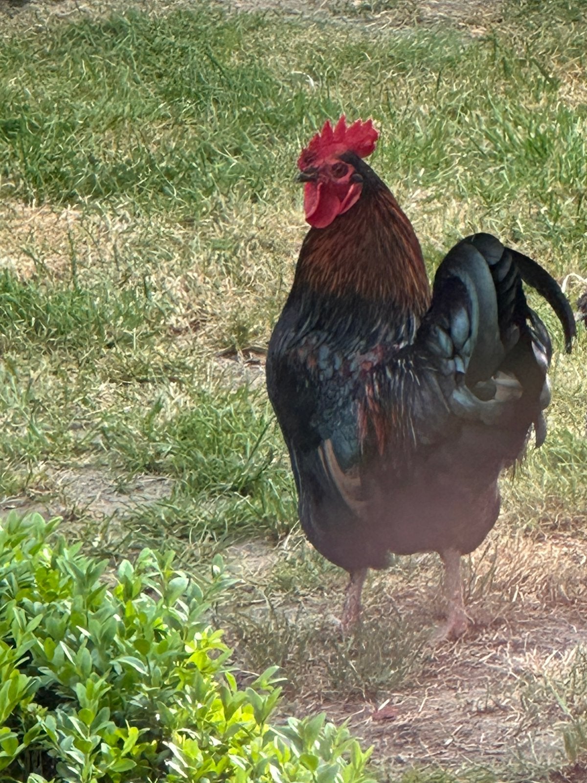Haan, Dieren en Toebehoren, Pluimvee