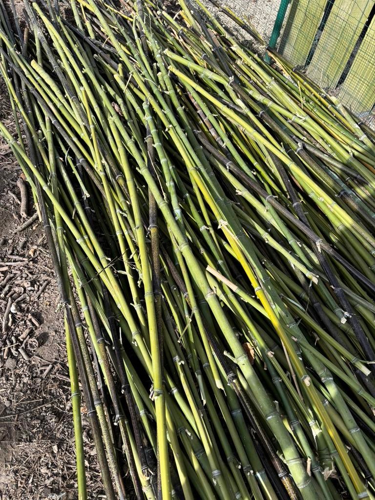 Bamboestokken 0,25€/stuk, bijna gratis., Tuin en Terras, Planten | Tuinplanten, Ophalen of Verzenden