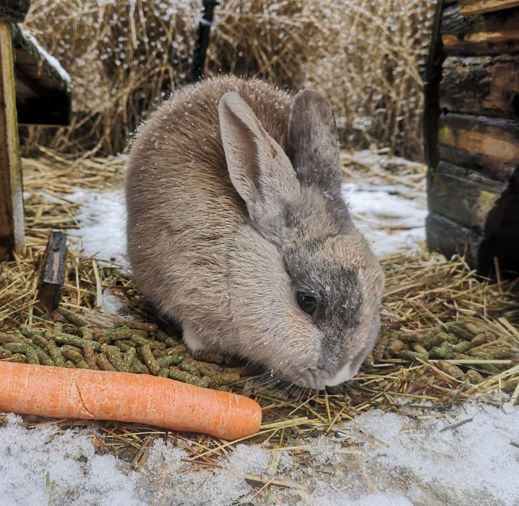 Oud gesterilisseerd voedstertje, Dieren en Toebehoren, Konijnen, Vrouwelijk, Klein, 6 tot 8 jaar