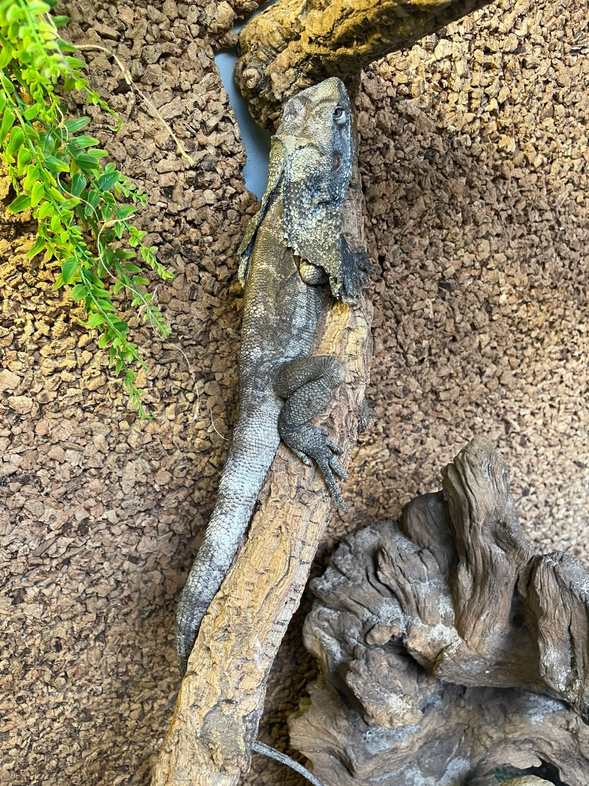 Koppel kraaghagedissen met terrarium, Dieren en Toebehoren, Ophalen, Gebruikt, Terrarium of Paludarium
