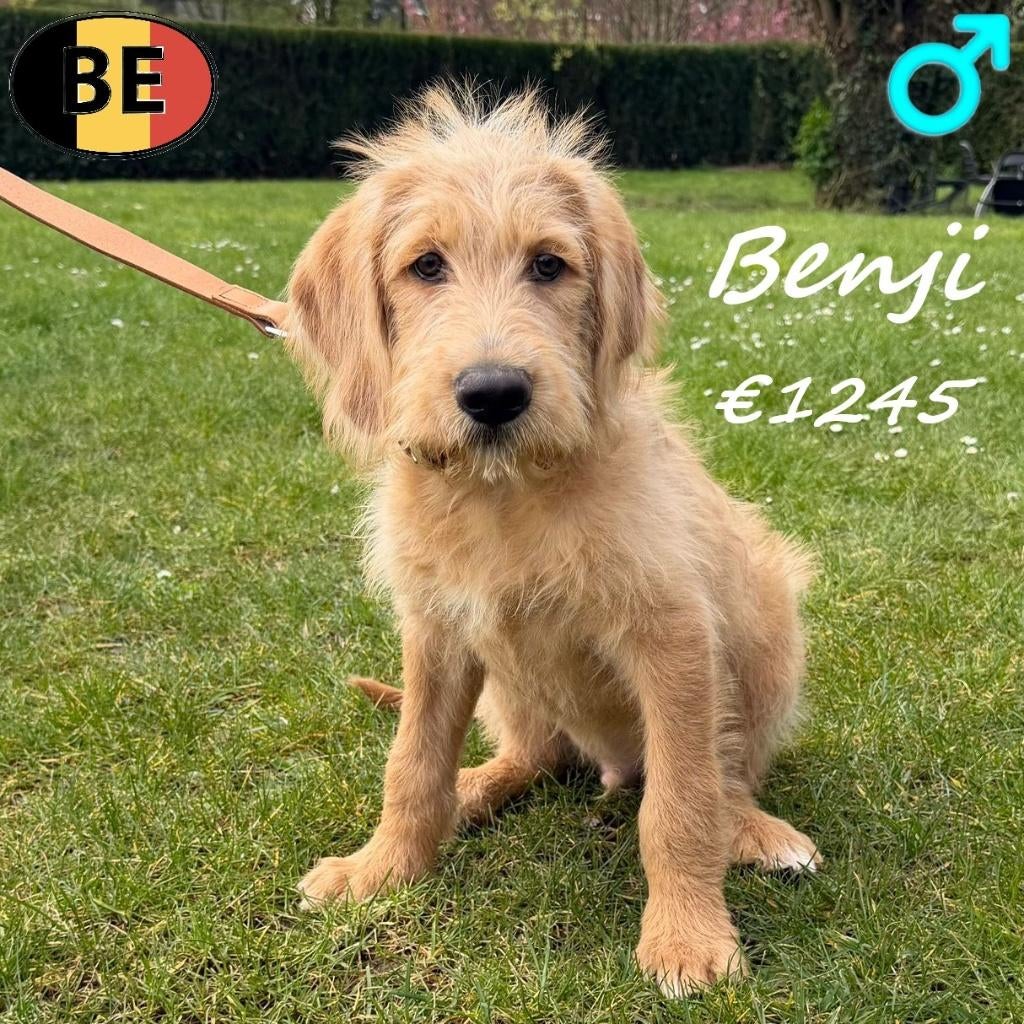 Benji, leuke Labradoodle reu - Belgische pup te koop, Dieren en Toebehoren, Parvo, België, 15 weken tot 1 jaar, Eén hond
