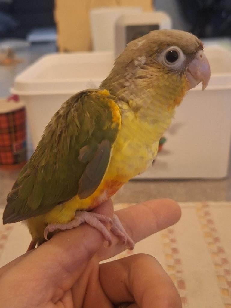 Conure opaline ananas, Dieren en Toebehoren