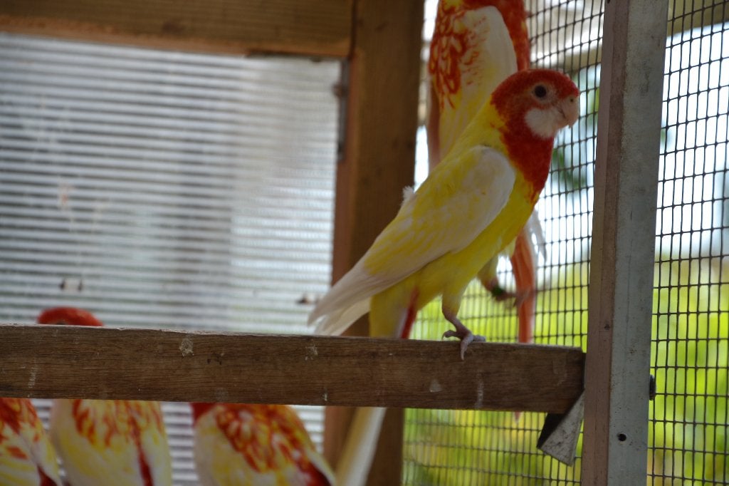 Lutino rosellas, Meerdere dieren, Parkiet, Geringd