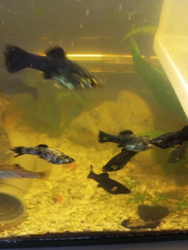 Mollys, Dieren en Toebehoren, Vis, Zoetwatervis