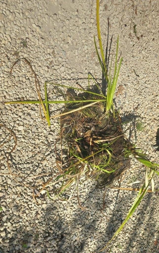 Vijverplanten gratis af te halen, Tuin en Terras, Ophalen