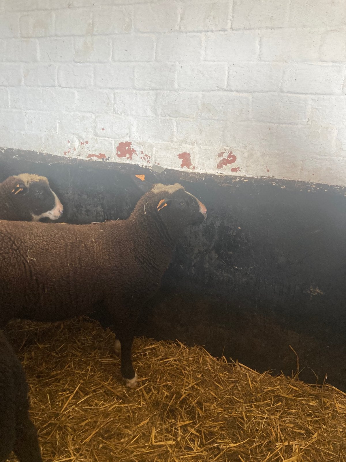 Aankopp van schapen , geiten, Dieren en Toebehoren, Schapen, Geiten en Varkens