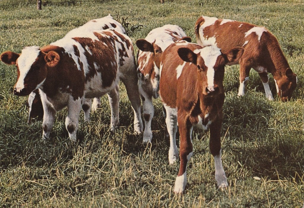 KOEIEN  KALFJES, Collections, Cartes postales | Animaux, Envoi, Non affranchie, Autres
