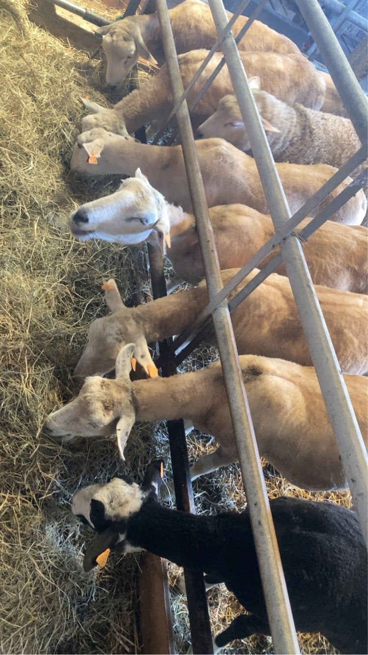 Jaarling ooien, Dieren en Toebehoren, Schapen, Geiten en Varkens