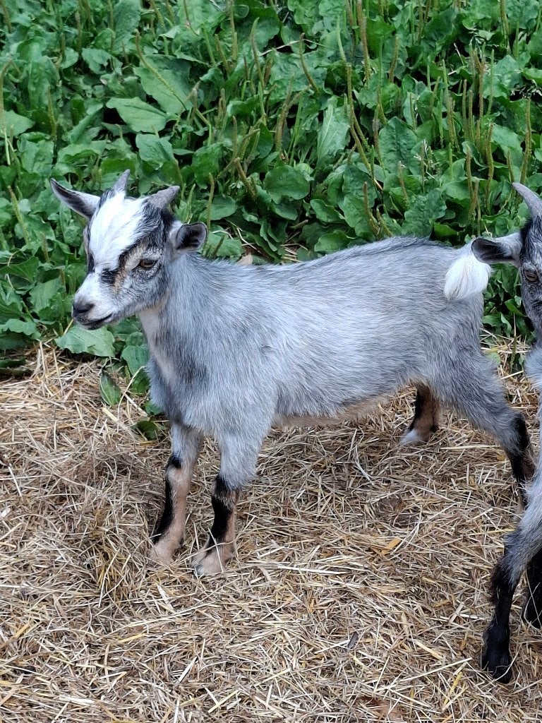 Dwerggeit, Dieren en Toebehoren, Mannelijk, Geit, 0 tot 2 jaar