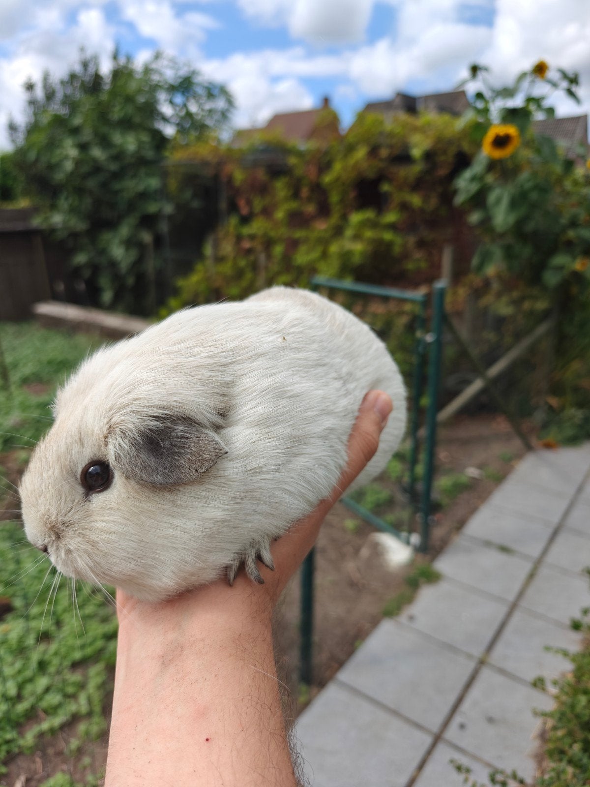 Witte cavia zeug met cali genen, Dieren en Toebehoren, Maart, Vrouwelijk, Cavia
