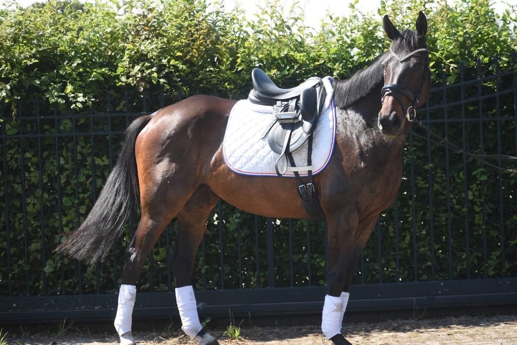 Bloedmooie, zeer brave, 10 jarige veelzijdige merrie, Animaux & Accessoires, Chevaux, Avec pedigree, L, 160 à 165 cm, Cheval de récréation