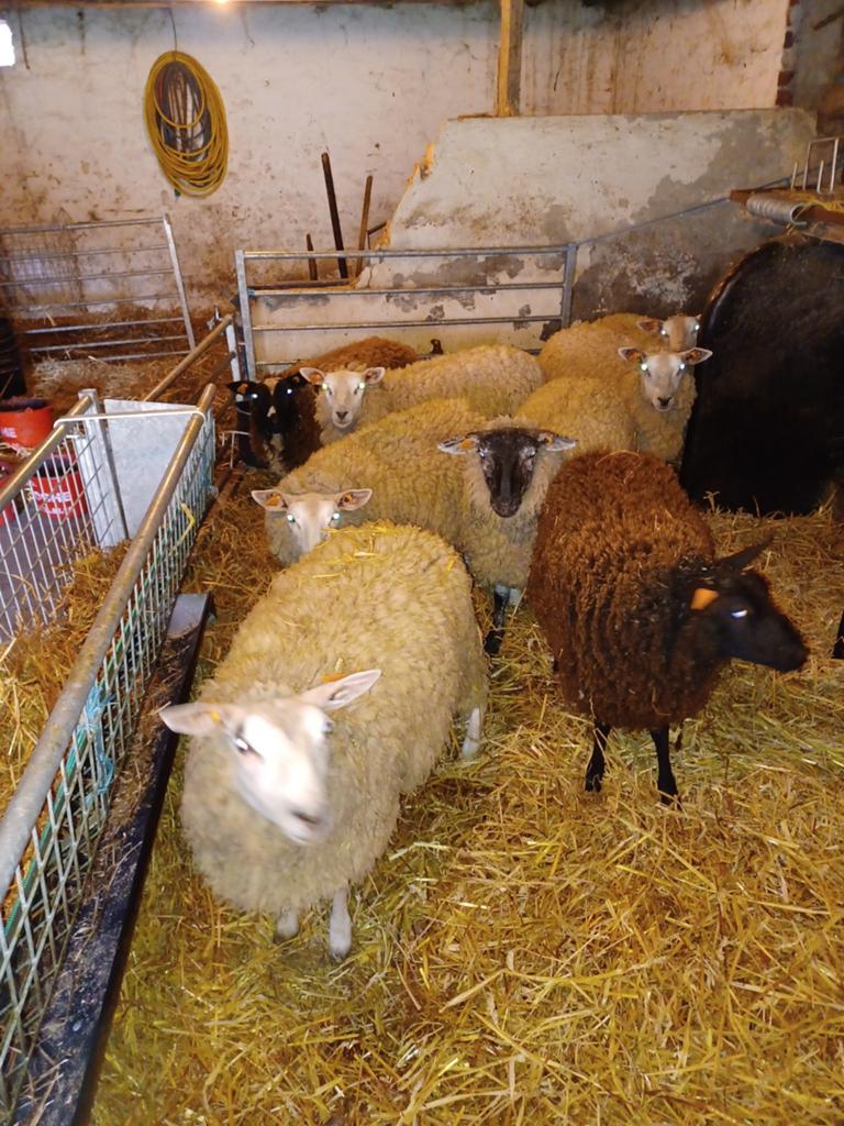 Des moutons pour l'Aïd al-Adha, Femelle