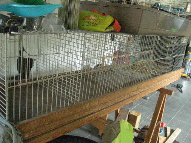 tentoonsteling kooien kippen, Dieren en Toebehoren, Ophalen, Gebruikt