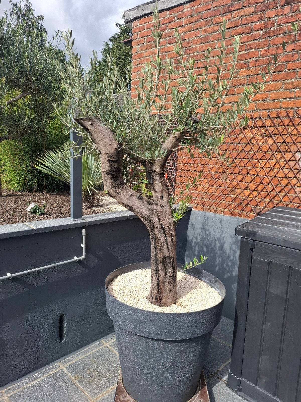 olivier grande format pots 1metre de haut et 1 m de diamètre, Tuin en Terras, Ophalen, Olijfboom