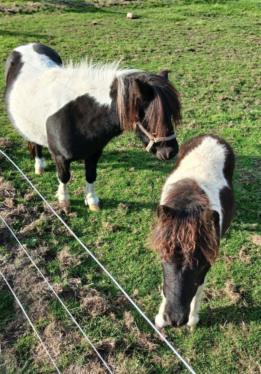 pony met veulen, Enlèvement, Poney