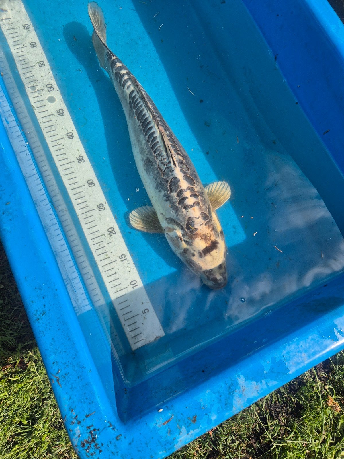 Japanse Doitsu Koi, Dieren en Toebehoren, Vissen | Vijvervissen