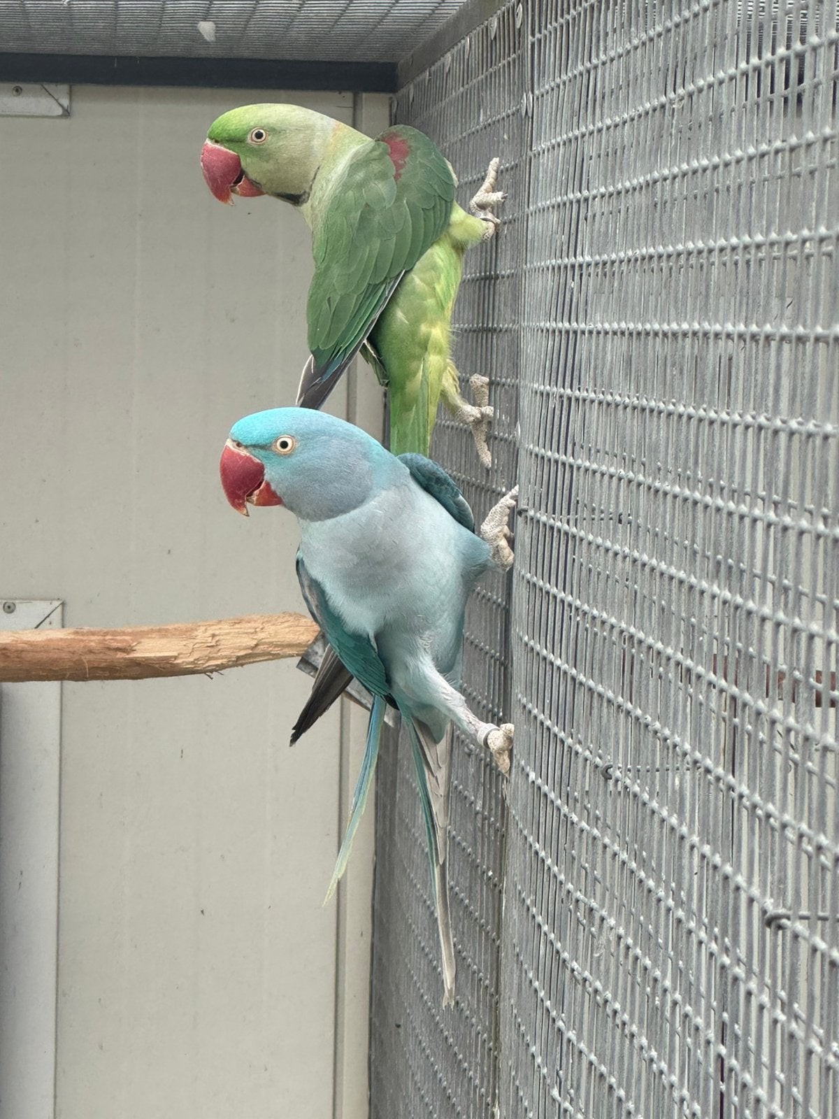 Alexanders, Alexanderparkieten, Meerdere dieren, Parkiet, Geringd