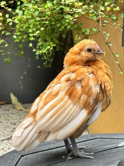 baardkriel, Dieren en Toebehoren, Mannelijk, Kip