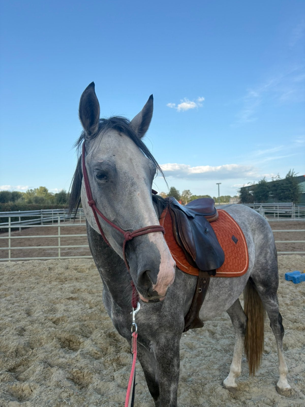 Super lieve merrie, Dieren en Toebehoren, Merrie