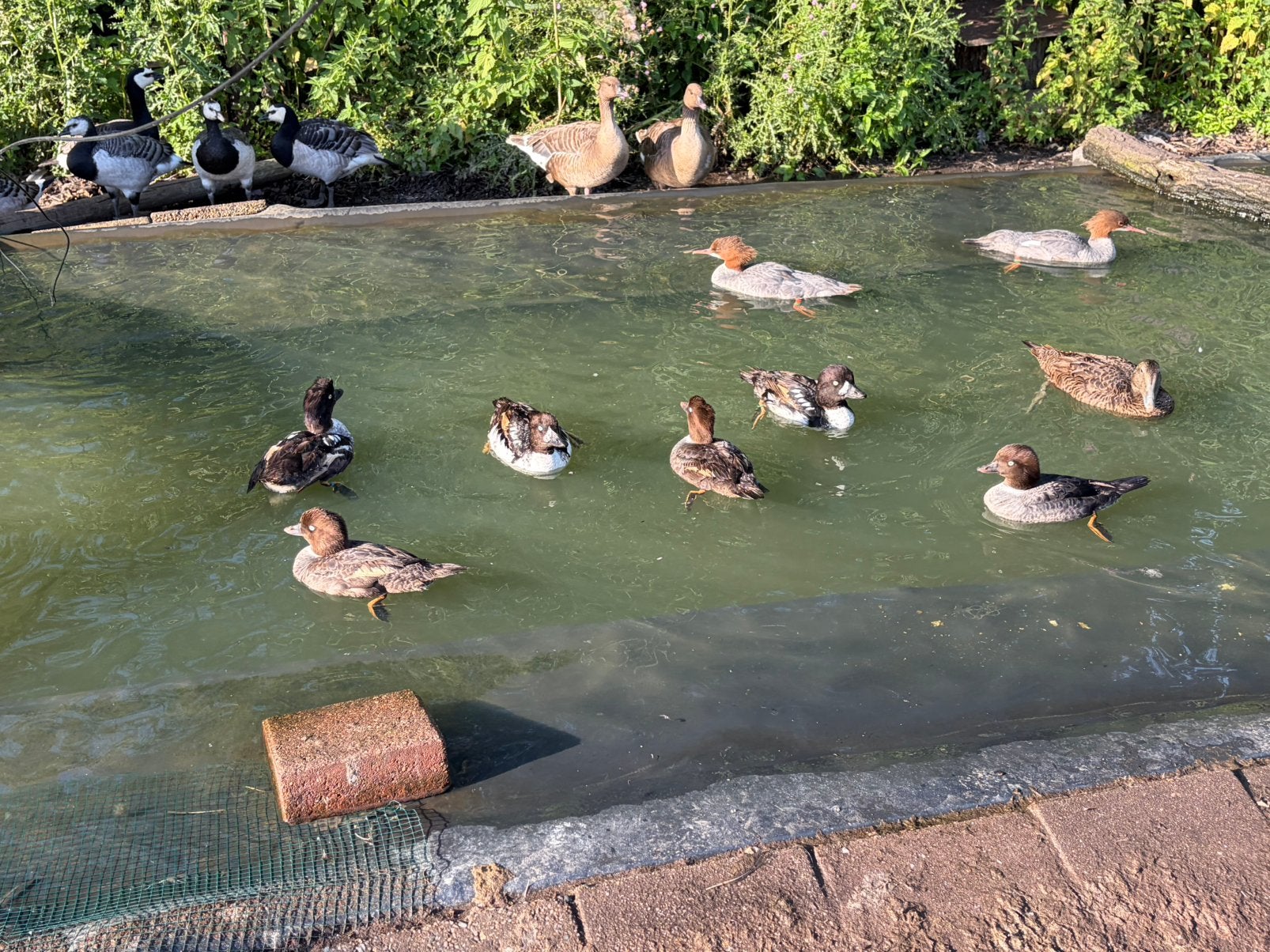 Kweekgroep barrow brilduikers, Dieren en Toebehoren, Pluimvee