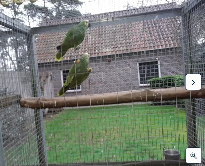 koppel blauwvoorhoofd amazone, Papegaai, Geringd