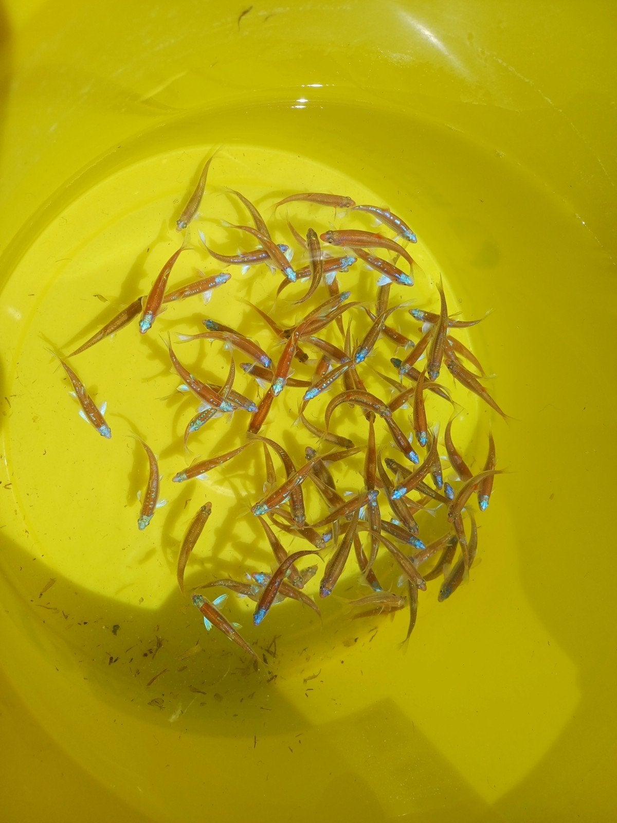 Rainbowshiners, fermeture éclair arc-en-ciel, Notropis chros