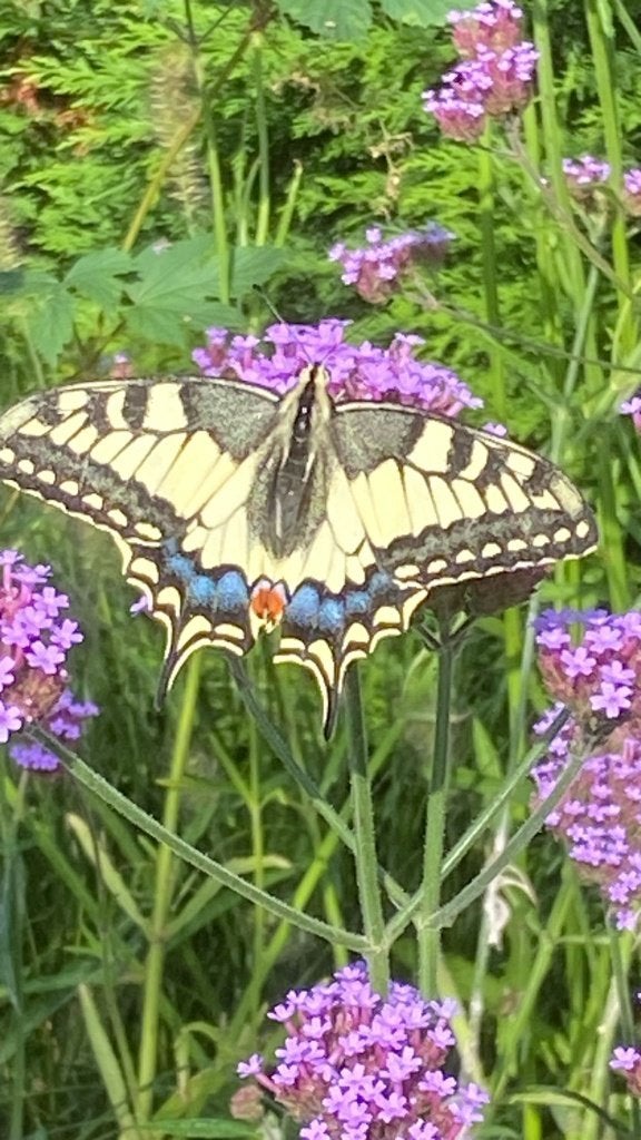 Vebena et aquilegia, Enlèvement, Plante fixe