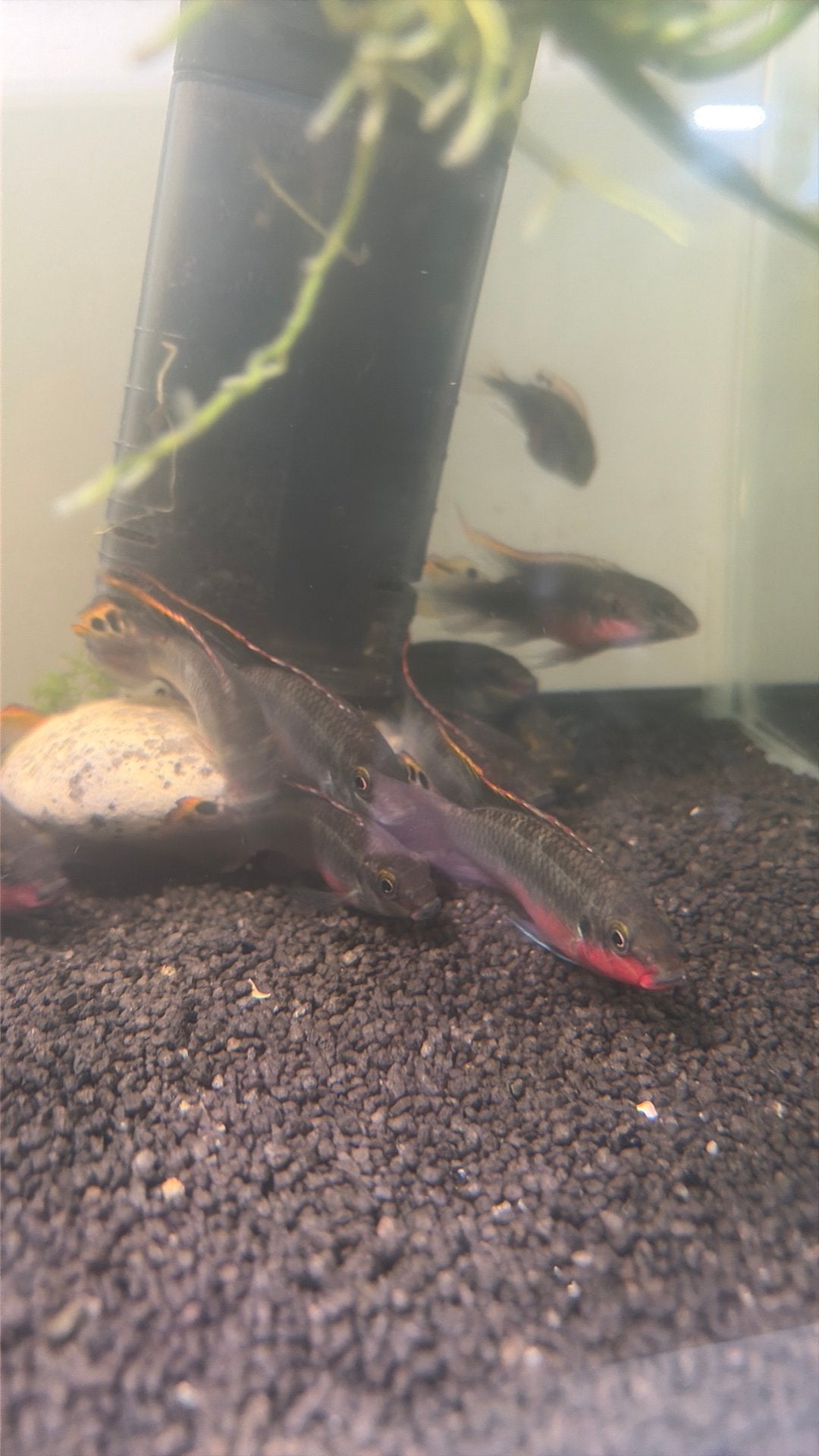 25 tal kersenbuik cichliden, Poisson, Poisson d'eau douce
