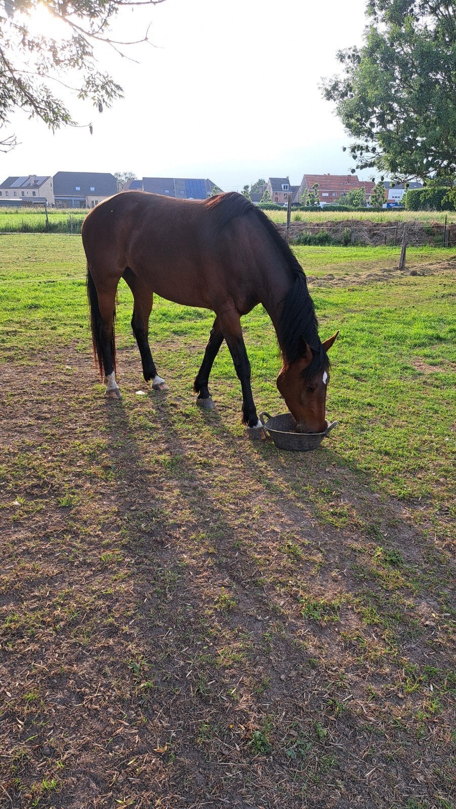 lieve Merrie, Dieren en Toebehoren, Paarden, Merrie, Zadelmak