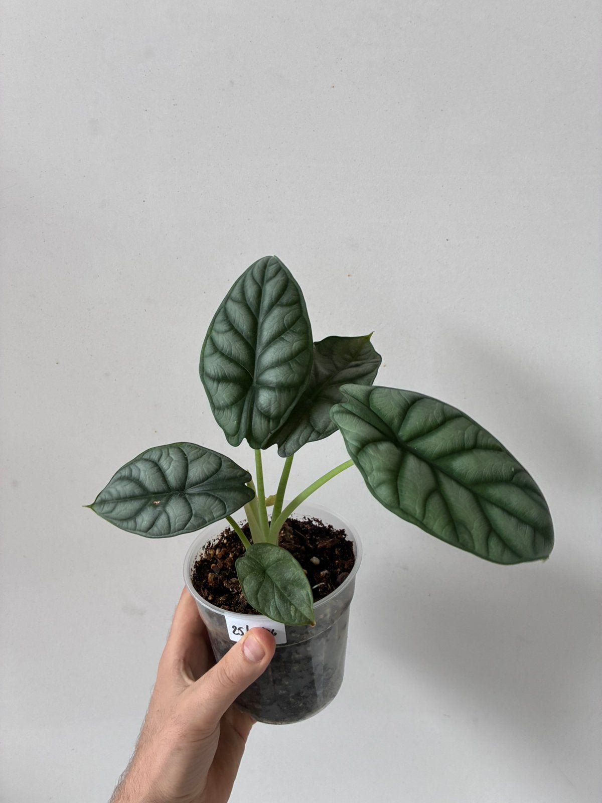 Alocasia silver dragon (aurea reverted), Enlèvement