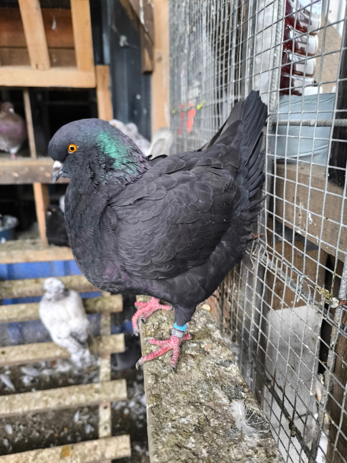 DES JEUNES PIGEONS KING, Animaux & Accessoires