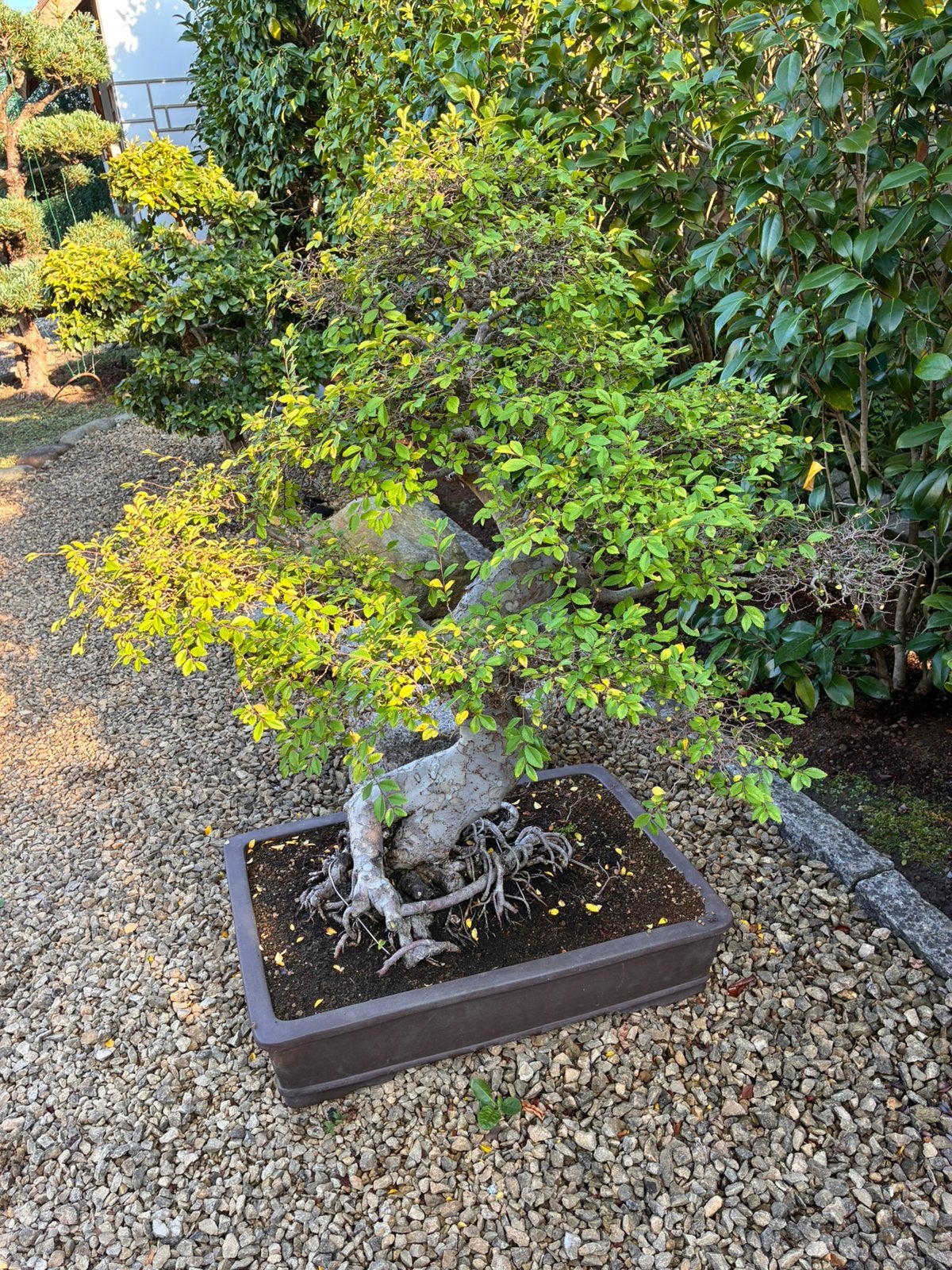 Bonsai: Ulmus Parvifolia, Tuin en Terras, Planten | Bomen, Ophalen