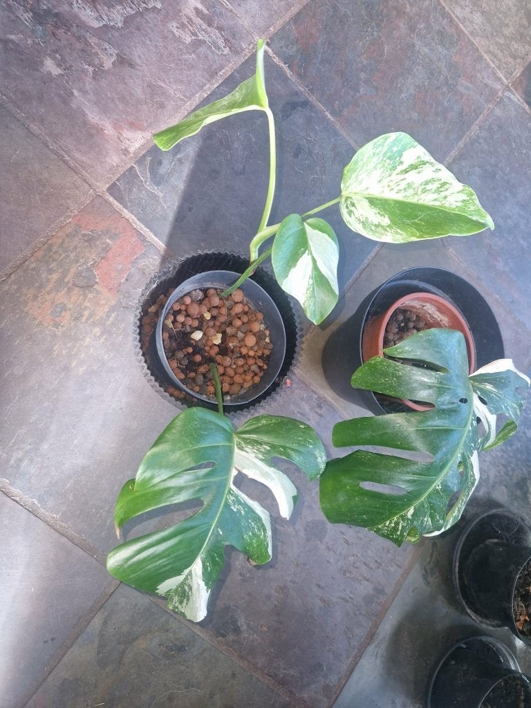 monstera variegeta plantjes, Ophalen
