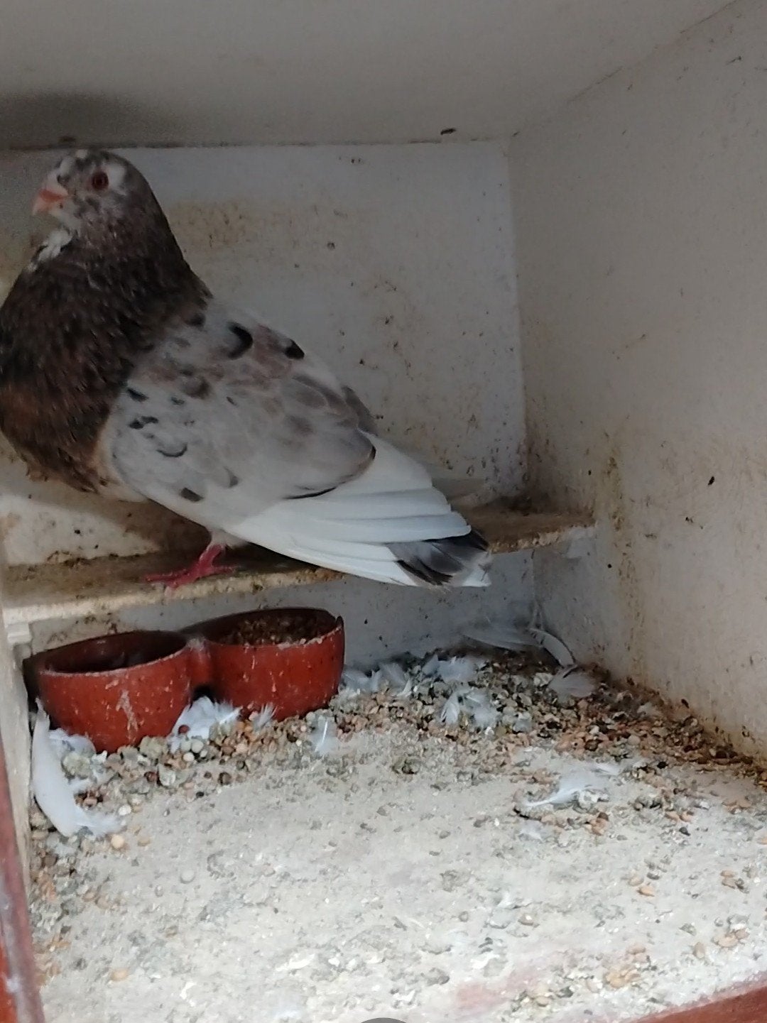 Mooie duif gaditano, Dieren en Toebehoren