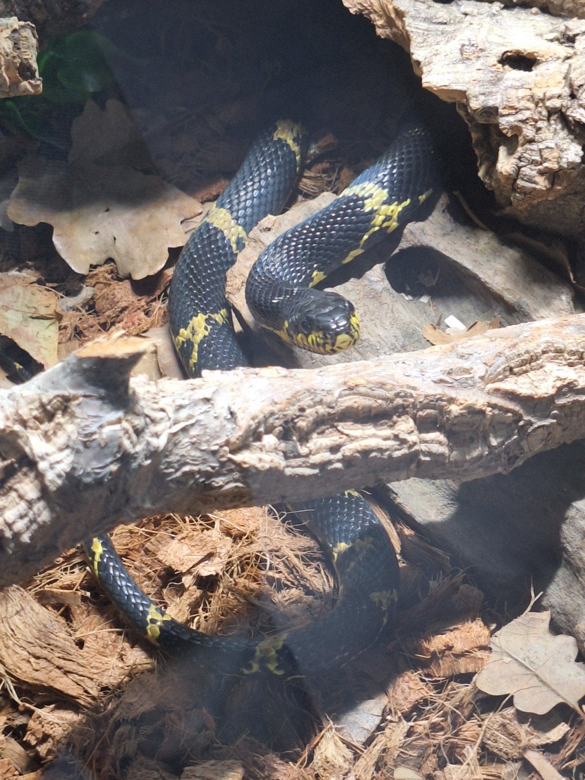 Elaphe schrenckii femelle subadulte, Serpent