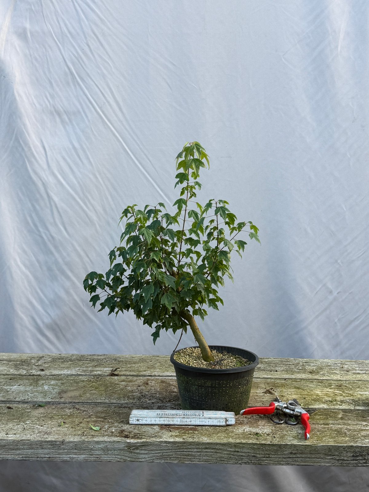Bonsai; startplant buergeranium, Tuin en Terras, Ophalen of Verzenden, In pot