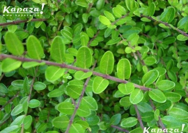 Lonicera Maigrun en soorten, Ophalen, Vaste plant