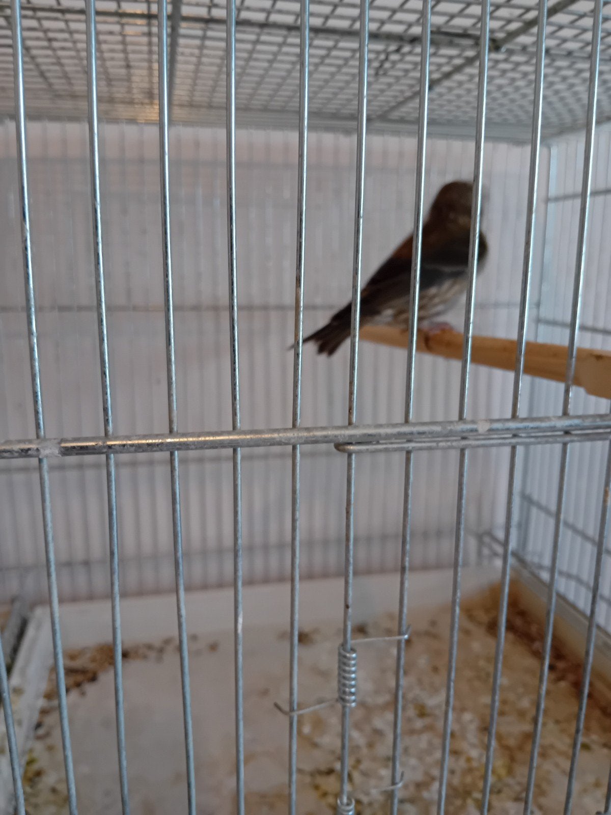 Koppel kruisbekken met 1 jongen, Dieren en Toebehoren, Vogels | Overige Vogels