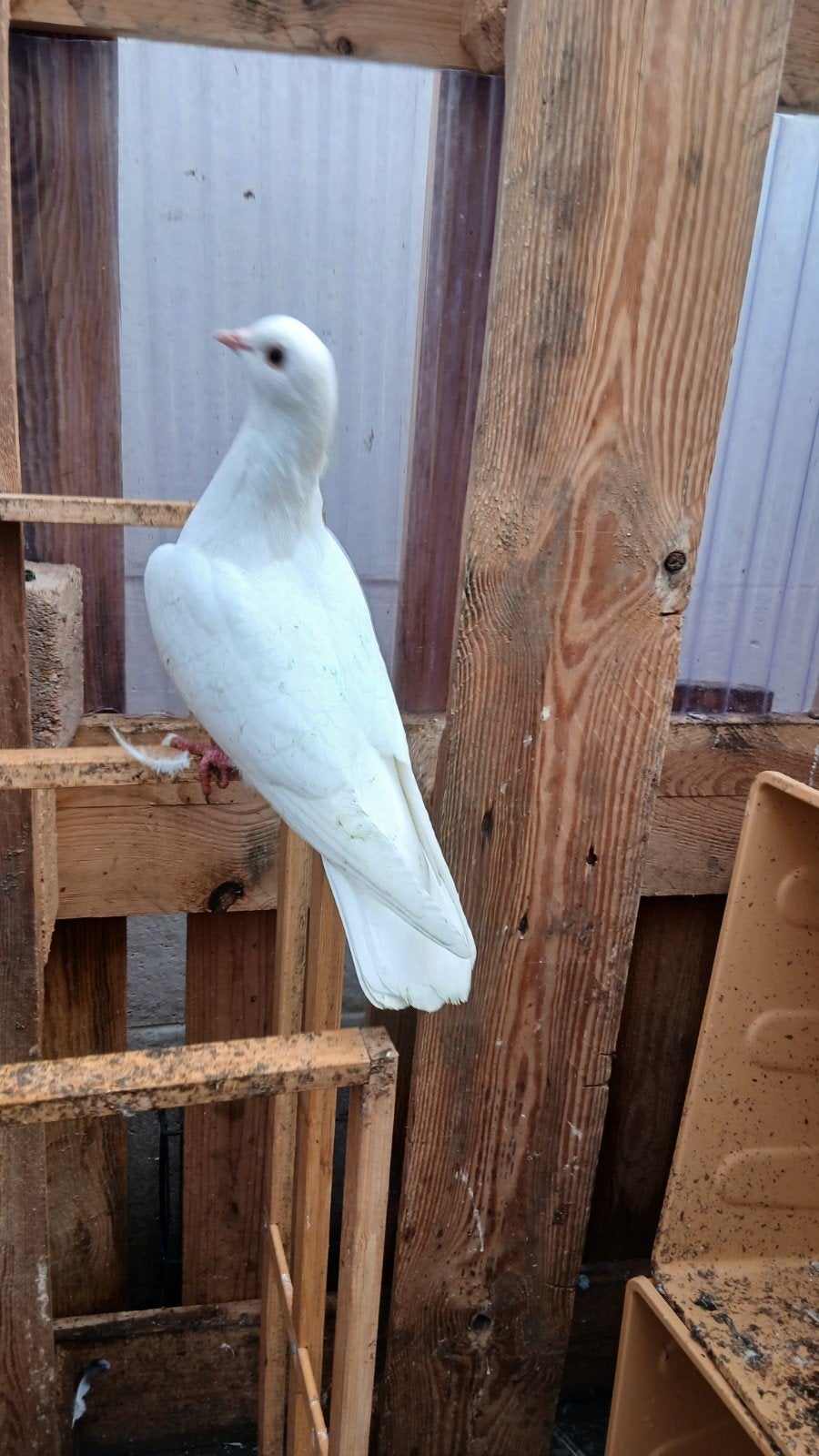 witte kweek duivin, Dieren en Toebehoren