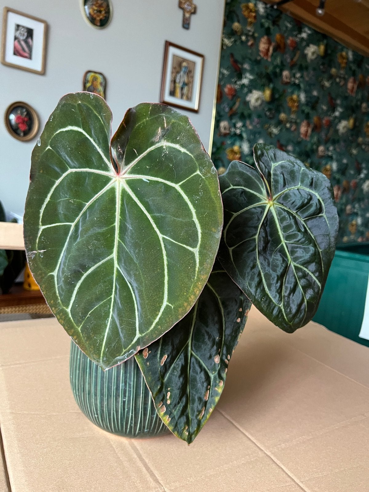 Anthuriumcomplex HU x Carla Nse, Ophalen