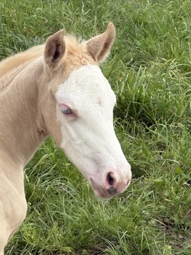 AQHA quarter merrie veulen ARH Trashy Surprise, Dieren en Toebehoren, Paarden, Merrie, Minder dan 160 cm, Met stamboom, 0 tot 2 jaar