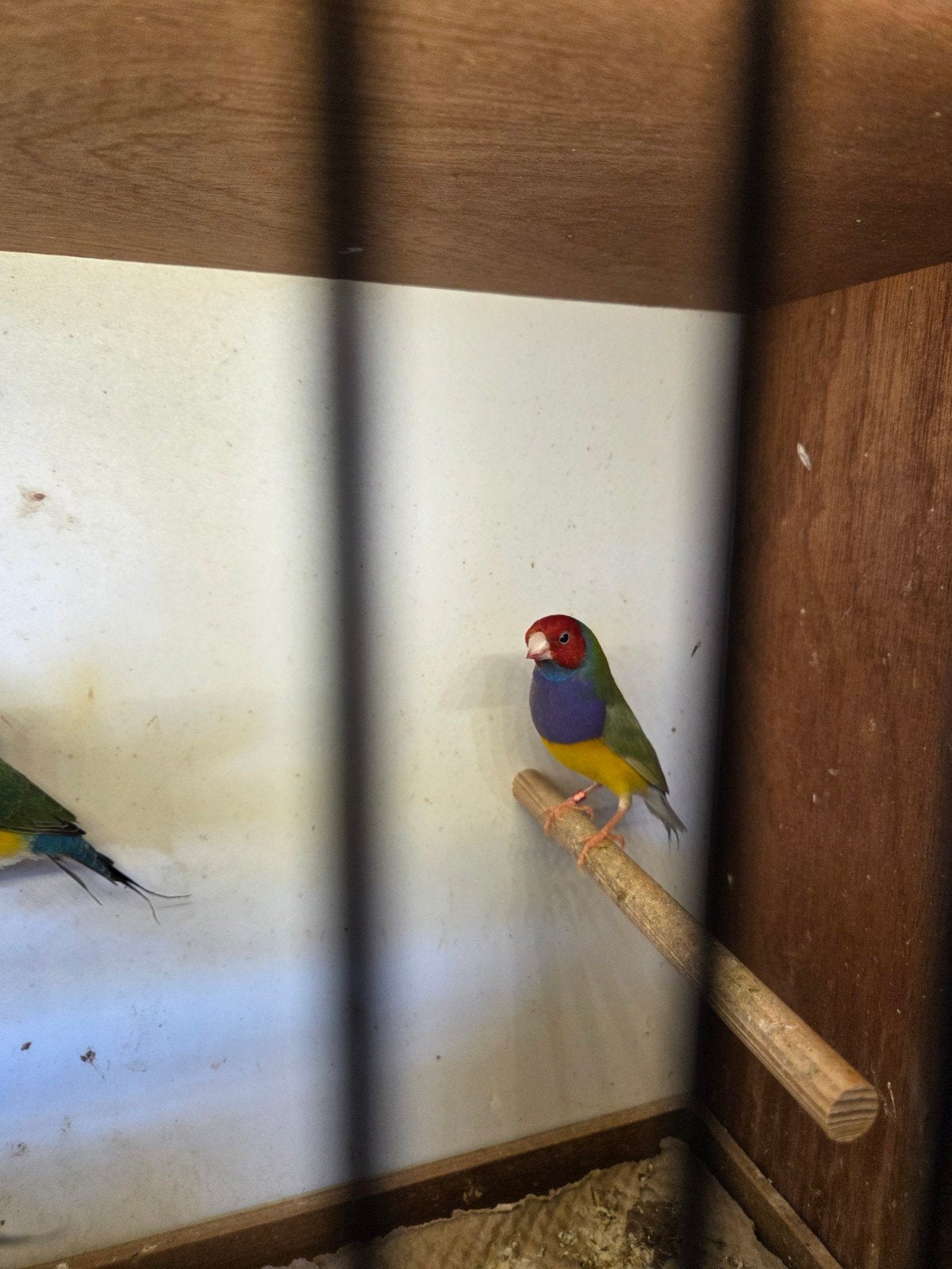 Pastel  gouldamadine, Animaux & Accessoires, Oiseaux | Oiseaux Autre