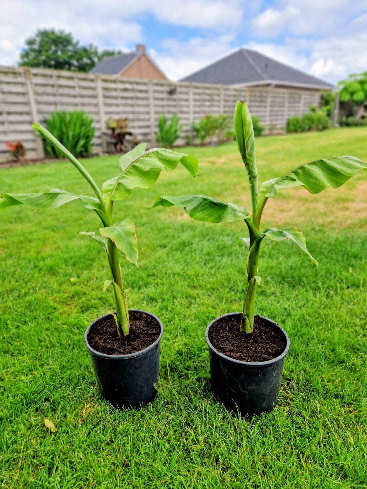 Musa Basjoo kleine 5€ (foto 5)groter 10€, Tuin en Terras, Planten | Tuinplanten, Vaste plant, Overige soorten, Volle zon, Bloeit niet