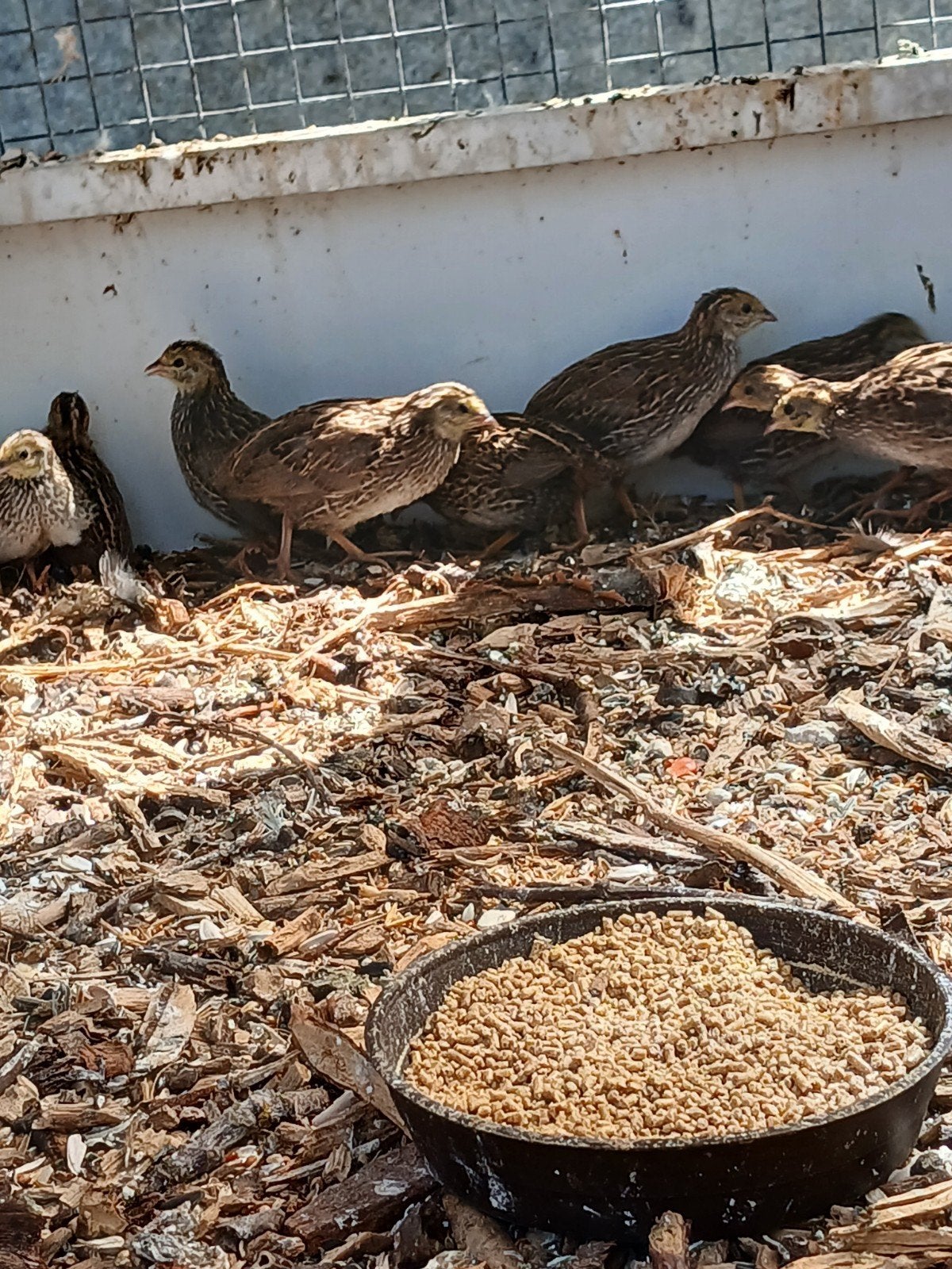Chinese dwergkwartels, Dieren en Toebehoren, Vogels | Overige Vogels