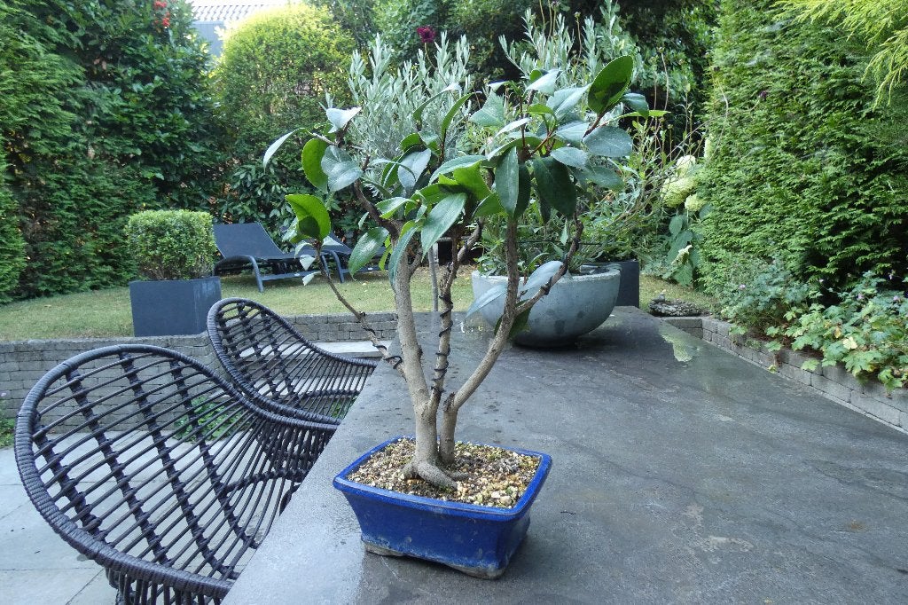 Bijzondere Camellia Japonica bonsai met dubbele stam, Tuin en Terras, Planten | Bomen, Ophalen of Verzenden, Lente, In pot, Halfschaduw