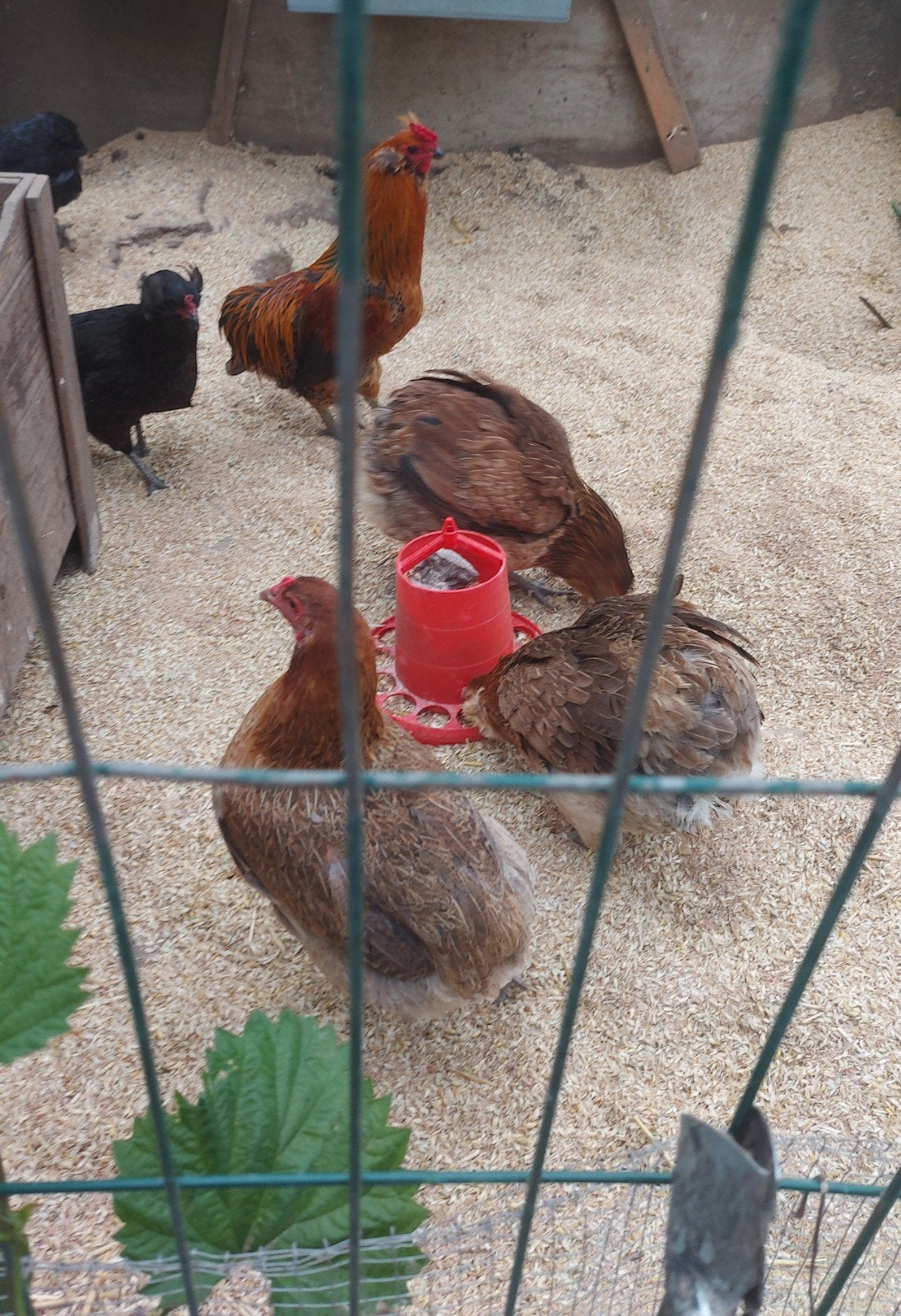 araucana kippen Broedeieren 1 euro