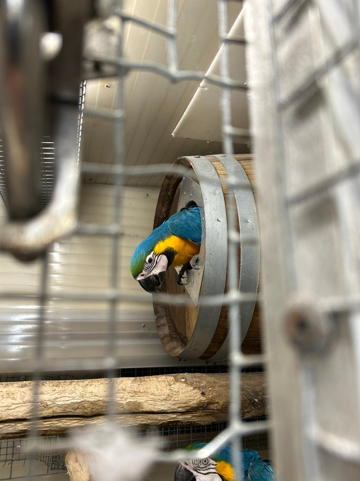 Jonge blauw gele ara natuurbroed, Dieren en Toebehoren, Vogels | Parkieten en Papegaaien, Geslacht onbekend, Papegaai, Geringd