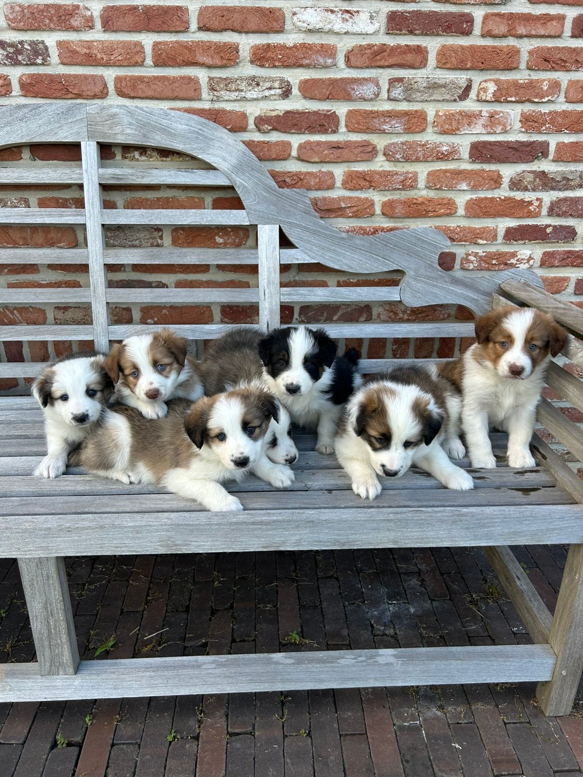 Chiots border collie, Animaux & Accessoires, Chiens | Jack Russell & Terriers, Hépatite contagieuse (maladie de Rubarth), Autres races
