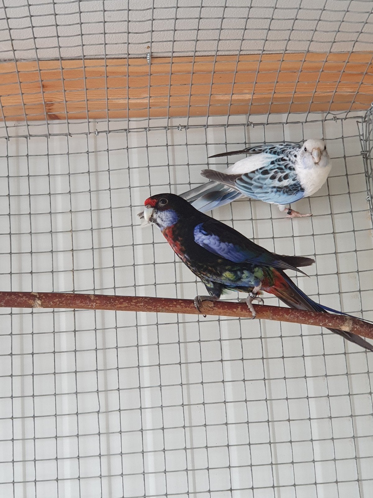 Rosella, Animaux & Accessoires