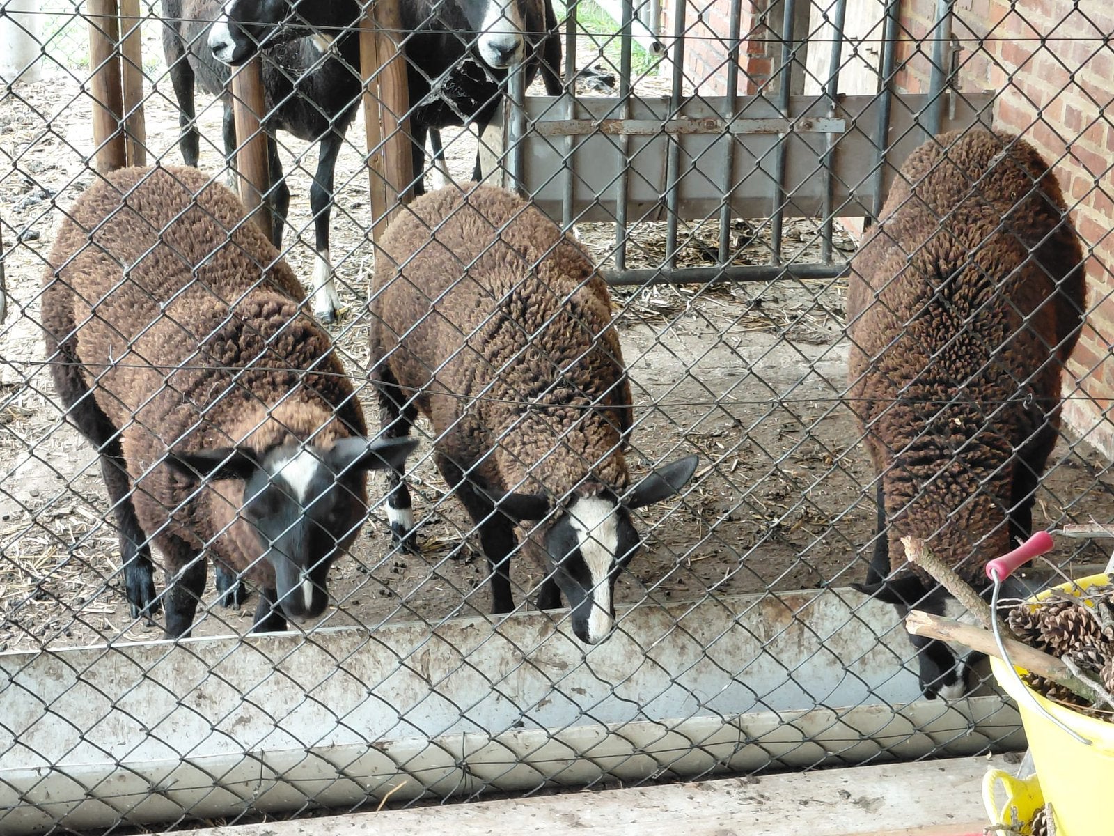 Zwartbles lam
